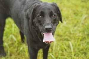 Black lab dog with tongue out